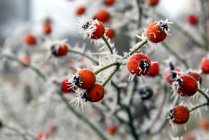 winter, ripe, nature, frost, cold, ice, frozen
