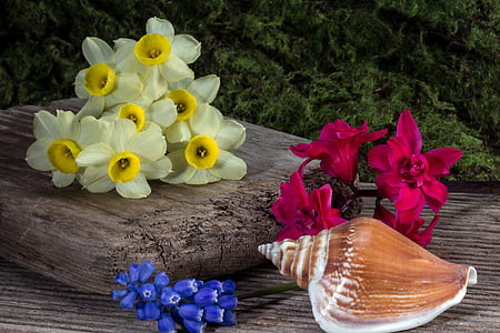 hyacinth, wood, wooden board, still life, shell, daffodils, moss