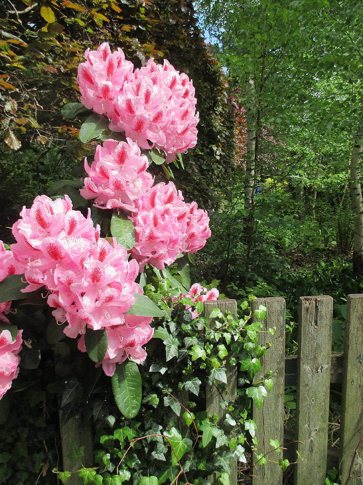 Rhododendron, ohrada, jar, ružová, Záhrada, kvety, drevo
