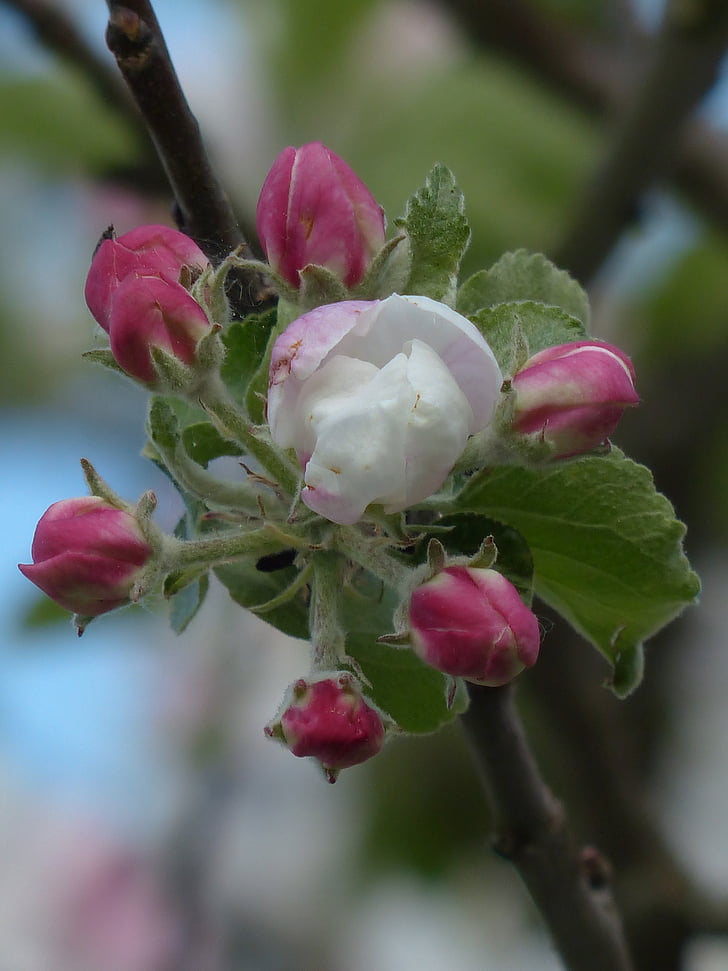 Virágszálnak Apple, almafa, Blossom, Bloom, fehér, rózsaszín, fióktelep
