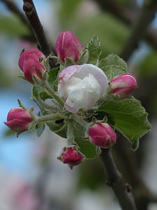 flor de maçã, árvore de maçã, flor, flor, Branco, -de-rosa, filial