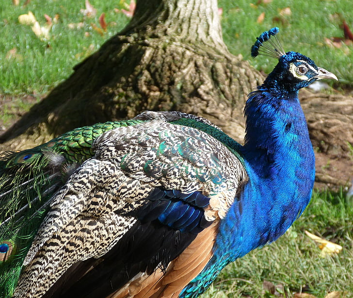peacock, blue peacock, iridescent, animal, bird, blue, nature
