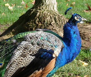 Peacock, blauwe pauw, iriserende, dier, vogel, blauw, natuur