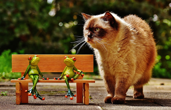friends, sit, frogs, bank, cat, curious, bench