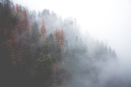 Luchtfoto, foto, groen, bruin, Bladeren, bomen, mist