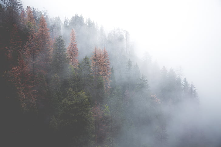 skogen, dimmiga, naturen, träd, dimma, träd, dimma