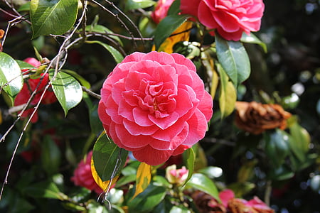 flor, -de-rosa, flores cor de rosa, floral, planta, jardim, flor