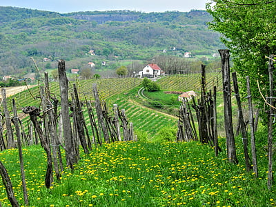 vīnogu, vīna reģions, vīns, vīna dārzu, ainavas, ainava, daba