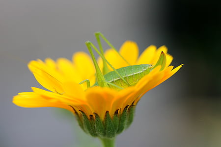 insect, grasshopper, flower, yellow, marigold, macro, nature