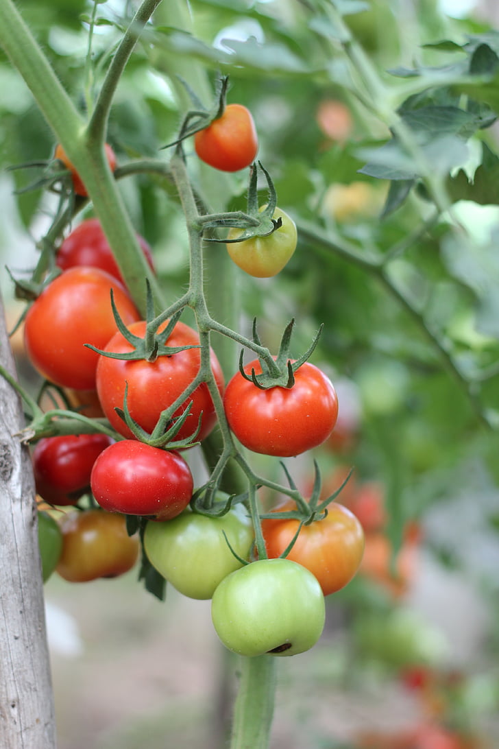 cà chua, dacha, rau quả, thu hoạch, elitexpo