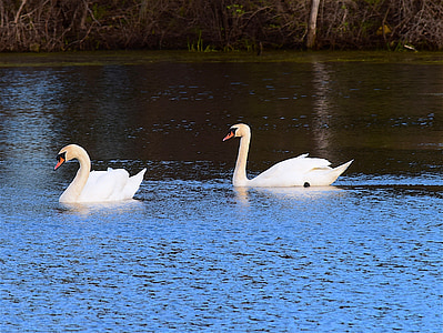 Swan, vatten, sjön, naturen, fågel, vit, djur