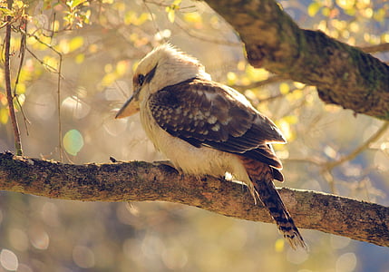 uccello, Kookaburra, cacciatore, Martin pescatore, fauna selvatica, animale, Australia