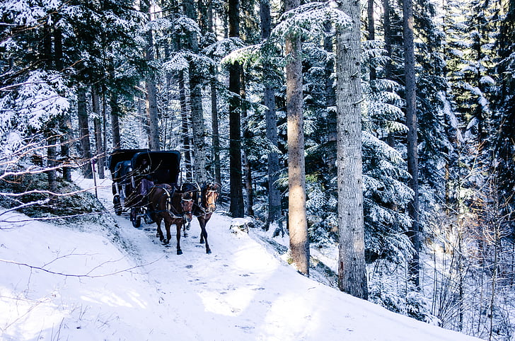 pessoa, cavalo, carruagem, neve, cobertos, caminho, árvores