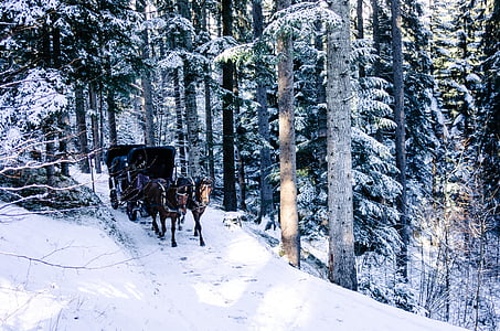 person, häst, transport, snö, omfattas, väg, träd