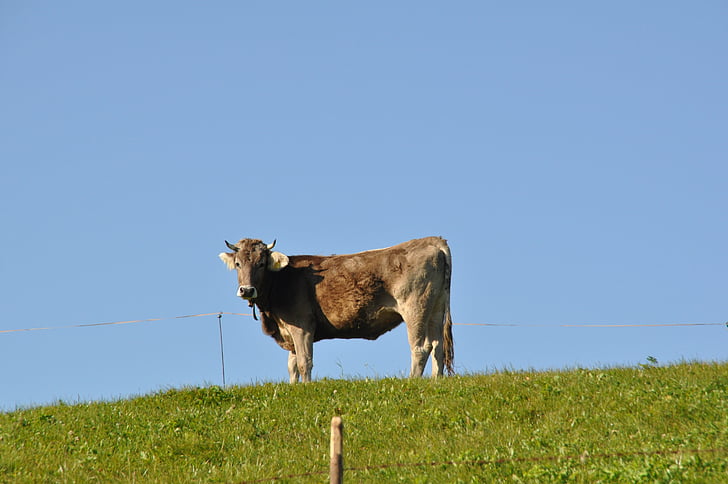 krava, travnik, prežvekovalcev, sesalec, živali, mleko krav, Allgäu