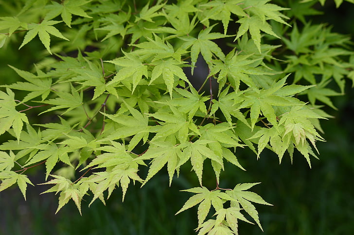 Maple lišća, lišće, Javor