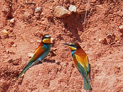 bee-eater, pair of bee-eaters, ave, colorful, mud wall, nest, abellarol