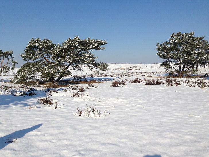 śnieg, Holenderski, krajobraz, Heide, zimowe, pejzaż zimowy, Natura