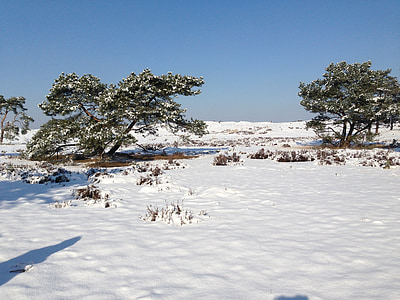 сняг, Холандски, пейзаж, Heide, зимни, Зимен пейзаж, природата