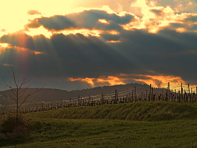 solnedgång, solen, vingård, WINGERT, Afterglow, klingenmünster, Pfalz