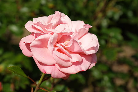 rose, blossom, bloom, pink, flower, rose greenhouse, rosaceae