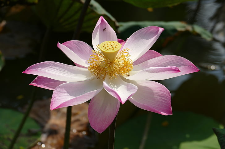 Lotus, Vietnam, Asia, Tropical, Lake, dammen, innsjø rosengewächs
