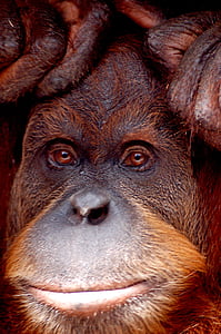 Orang utan, pērtiķis, zooloģiskais dārzs, Melbourne, dzīvnieku, portrets, aizveriet