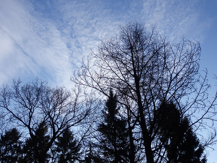 nebo, pozimi, zimsko pokrajino, dreves, oblaki, modro nebo, bela