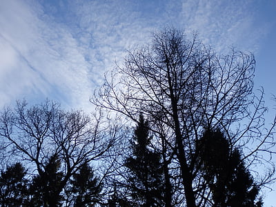 taivas, talvi, talvimaisema, puut, pilvet, sininen taivas, valkoinen