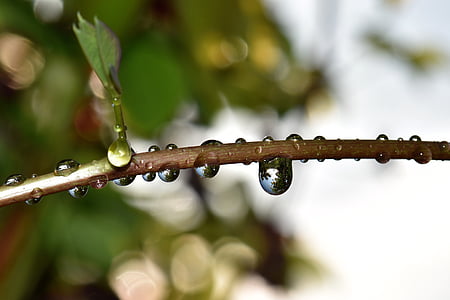 raindrop, nature, green, plant, halme, close, drip