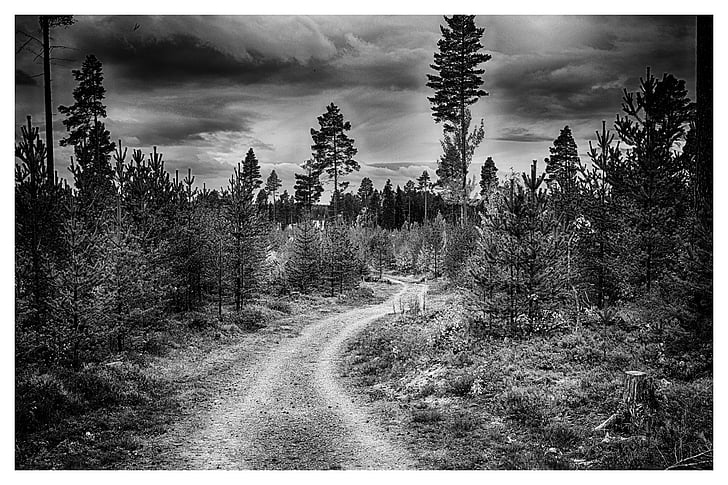 forest, forest road, thread, himmel, black, white, woods
