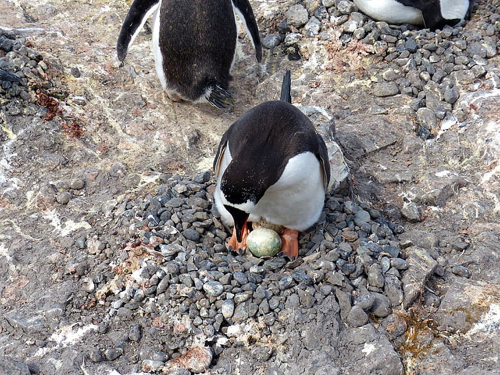 Antarktis, pingvin, Shetlandsøerne, æg, reden, småsten, natur