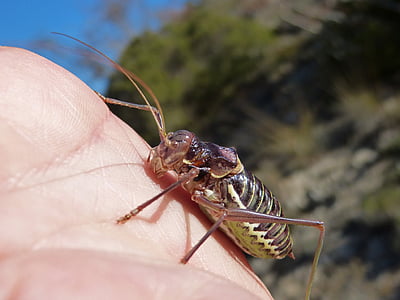 somereta montsant, insekt, ingår i släktet, lluciapomaresius panteli, cricket, somereta, naturen