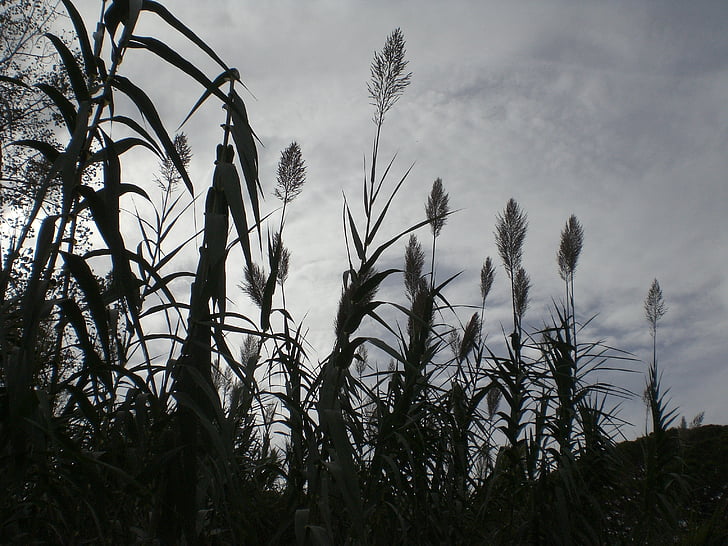 grasses, mourning, halme, gloomy, monochrome