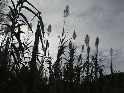 grassen, rouw, Halme, somber, zwart-wit