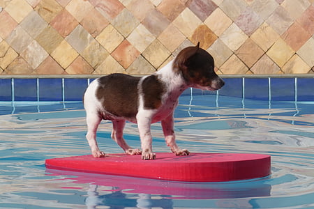 pes, šteňa, bazén, SRD, mutt, PET