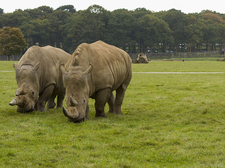 Rhino, Wild, Beast, Příroda, nosorožce