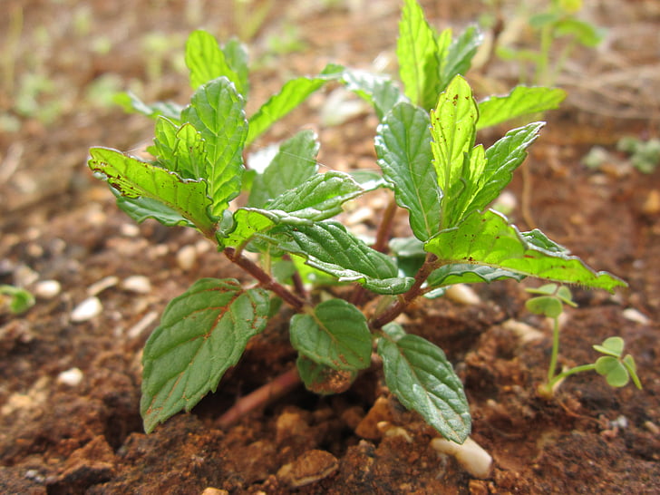 mint, peppermint, plant, nature, aroma, leaves, garden