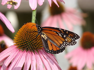 kupu-kupu, Monarch, Coneflower, merah muda, mekar, bunga, tanaman