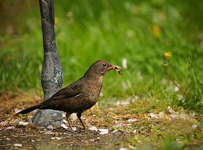 blackbird, bird, songbird, garden, beak full, earthworms, nature