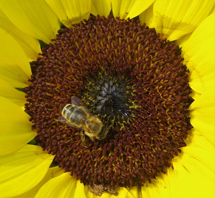 Sun flower, květ, včela, WASP, závod, žlutá, květ