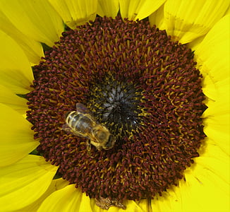 sun flower, flower, bee, wasp, plant, yellow, blossom