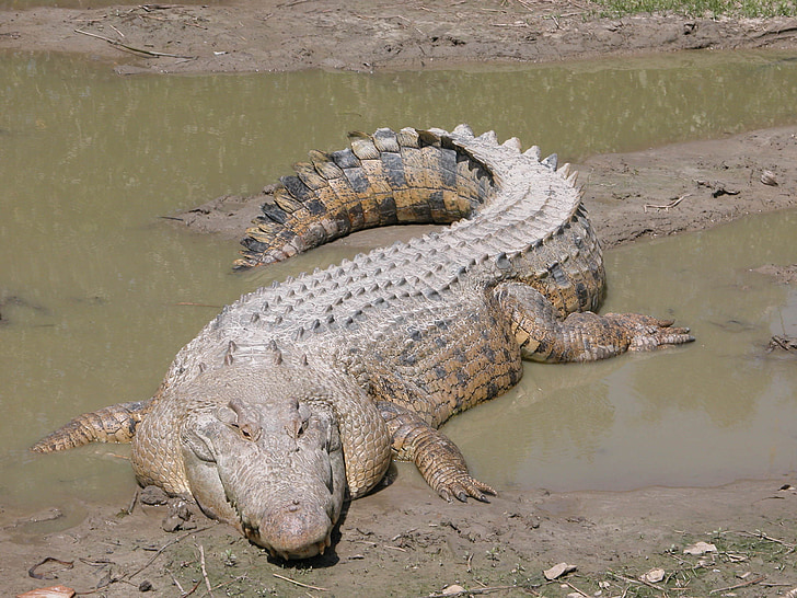 krokodil, salt vatten, australiska, reptil, djur, vilda djur, mun