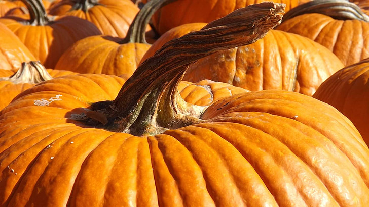 pumpkin, holiday, season, orange, autumn, fall, october