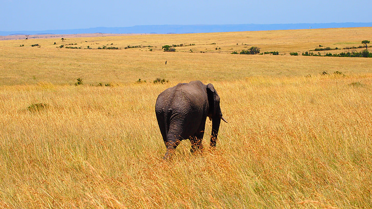 elephant, kenya, africa, wild, nature, safari, wildlife