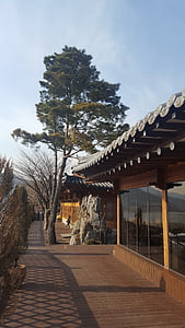 Yangzhou chỉ palace, cây thông, Dong