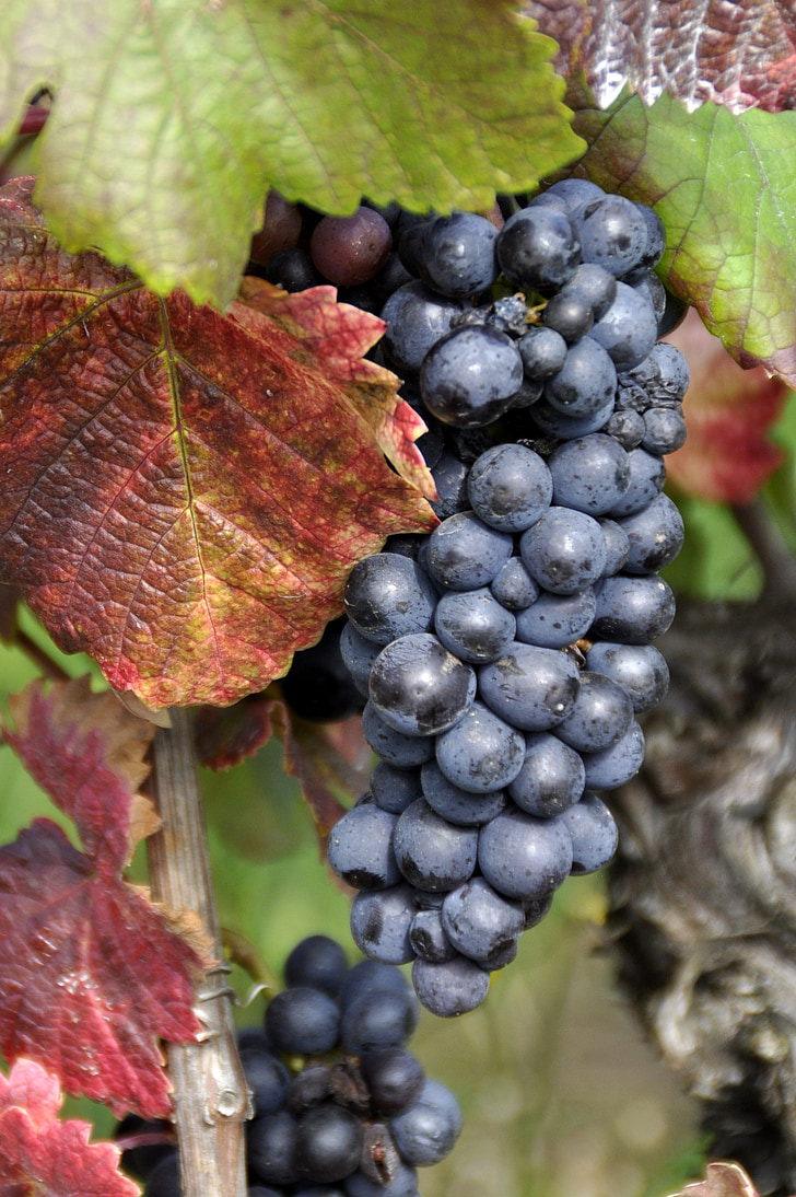 szőlő, szőlő, Vintage, ősz