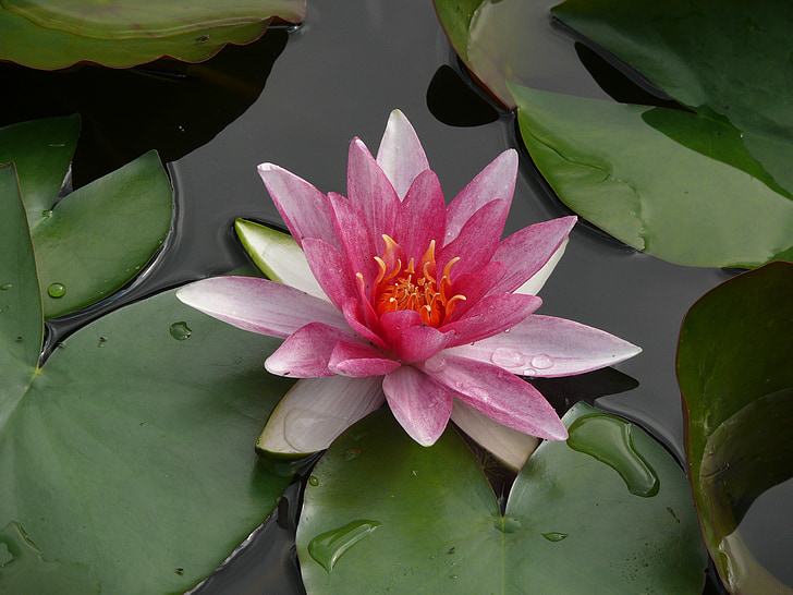 water lily, flowers, flower, pond, rose