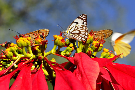 butterflies, insect, butterfly, poinsettia, zimbabwe, africa, red
