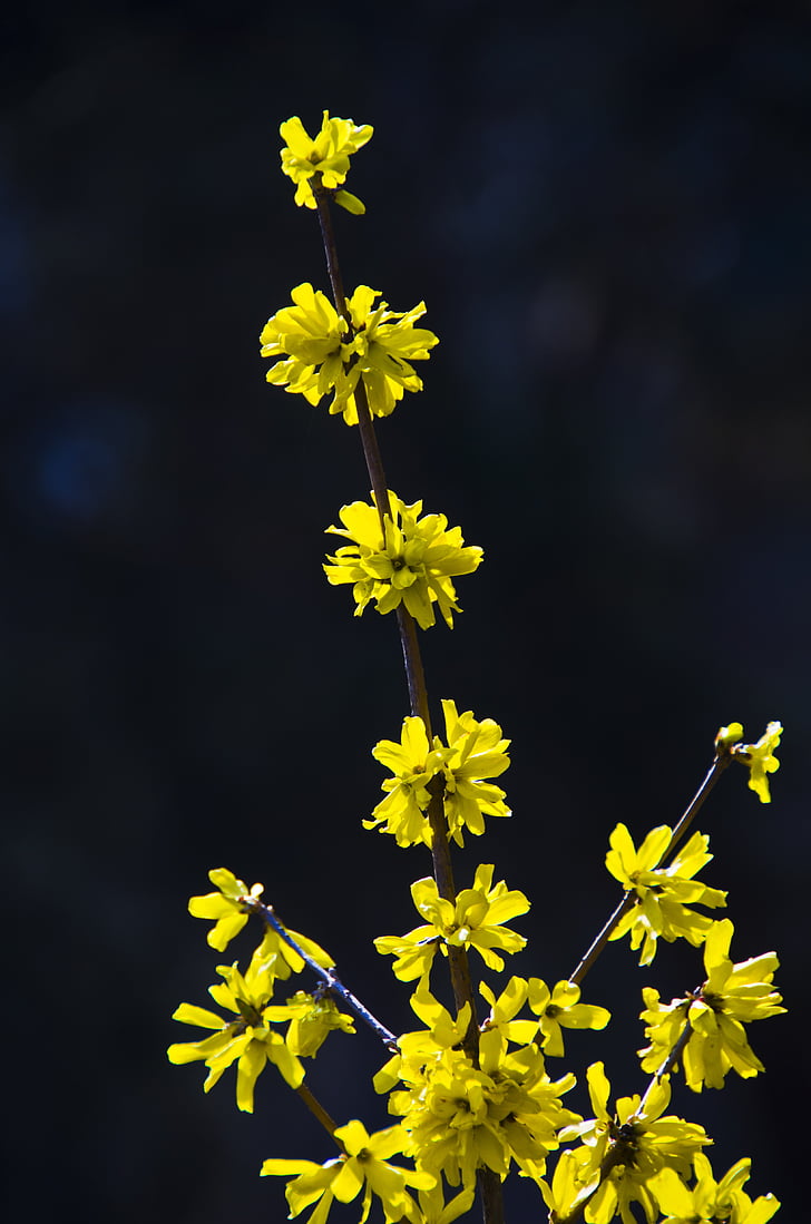 Forsythia bush, jar, krásny, kvety, žltá, kvet, pobočka